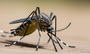 Acre Cai no Ranking da Dengue: Entenda o Novo Cenário e os Alertas Vigentes