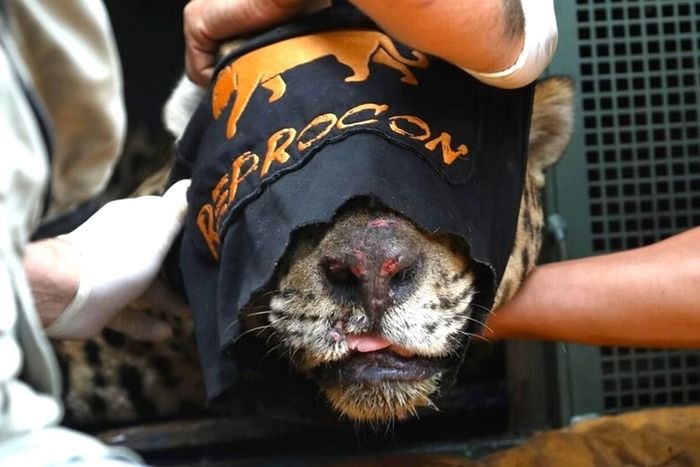 Onça que Atacou Caseiro no Pantanal: Qual o Futuro Desse Animal?