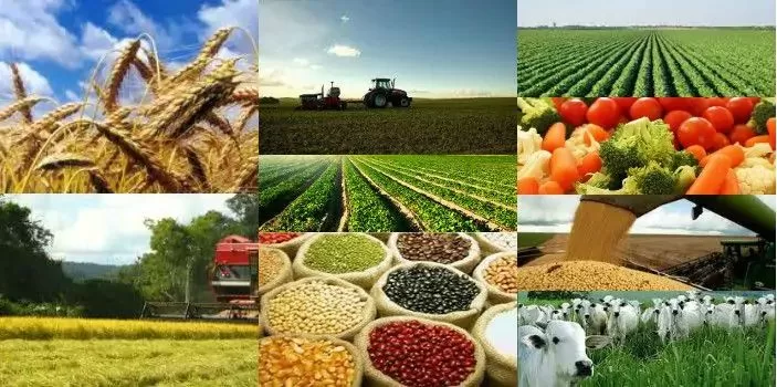 DESTAQUE: A Força da Agropecuária Impulsionou o PIB Brasileiro