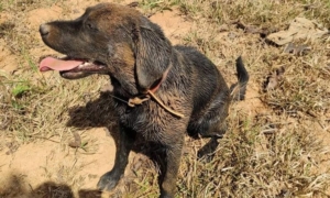 LUTO: Corpo de Bombeiros do Acre se Despede de Cerys, Pioneira em Busca e Resgate com Cães