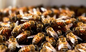 GIGANTE: Super Colmeia com 100 mil Surpreende ao Ser Descoberta em Escola