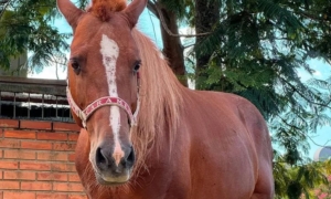 O Legado do Cavalo Caramelo: Símbolo das Mudanças Climáticas e da Conscientização Ambiental
