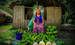 Saiba como o Programa de Aquisição de Alimentos garante segurança alimentar em comunidades indígenas do Acre.