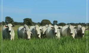 DESTAQUE: Acre Lidera Crescimento no Abate Bovino e Impulsiona Economia Local
