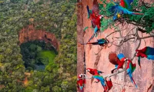 FASCINANTE: Buraco das Araras Abriga 120 Araras-Vermelhas e Mais de 150 Espécies de Aves e Répteis