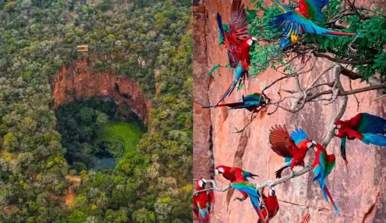 FASCINANTE: Buraco das Araras Abriga 120 Araras-Vermelhas e Mais de 150 Espécies de Aves e Répteis