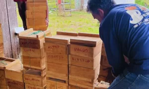 INVESTIMENTO: SEAGRI Fortalece a Cadeia Produtiva do Mel e Promove a Produção Sustentável na Região