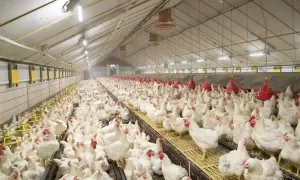 SEGURANÇA: Brasil se Declara Livre da Gripe Aviária e Inicia Retomada do Comércio de Frango
