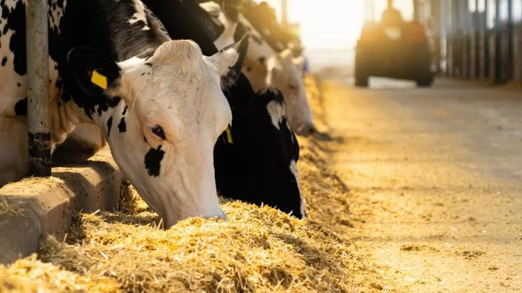 PESQUISA: Redução de Metano na Pecuária Revoluciona Sustentabilidade Agropecuária