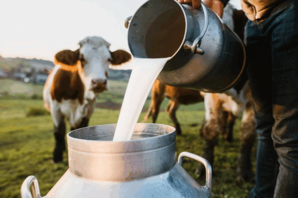 CLIMA: Calor Extremo Reduz Produção de Leite Aquecimento Global Afeta as Vacas no Brasil