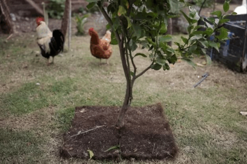 Tapetes de Fios Capilares Reduzem Evaporação do Solo e Economizam até 48% da Água na IrrigaçãoNotícias do Acre e6Barra8