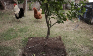 Tapetes de Fios Capilares Reduzem Evaporação do Solo e Economizam até 48% da Água na IrrigaçãoNotícias do Acre e6Barra8