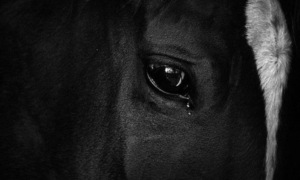ALERTA: Ministério da Agricultura Investiga Mortes de Cavalos por Intoxicação Alimentar de Ração Contaminada
