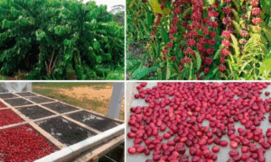 ALTERNATIVA: Pesquisa Comprova Viabilidade e Alta Produtividade do Café Canéfora no Acre