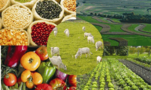 PARCERIA: Brasil e México Firmam Acordo para Impulsionar Cooperação Agropecuária
