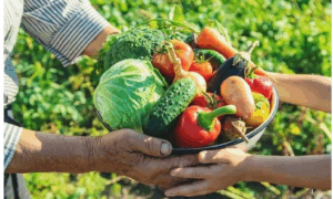 DESAFIO: Crise Alimentar Global Ameaça a Segurança Alimentar com Choques Climáticos e Econômicos