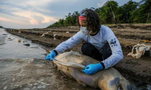 FENÔMENO: Rio na Amazônia Atinge Mais de 90ºC e Cozinha Animais Vivos Gerando Desequilíbrio Ecológico