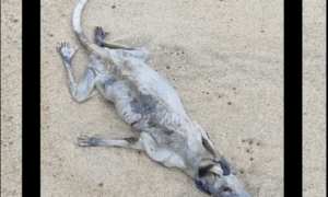 MISTÉRIO: Animal Desconhecido Chama Atenção dos Banhistas na Praia de Maresias