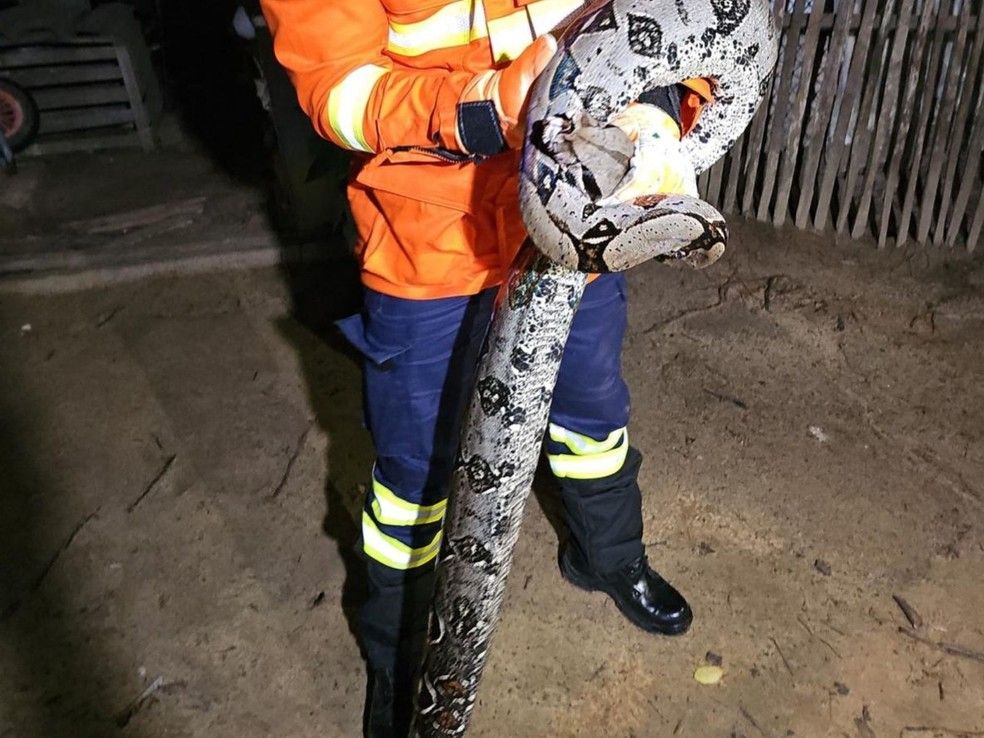 RESGATE: Jiboia De 1,5 Metro Capturada após Atacar Galinhas em Quintal no Acre