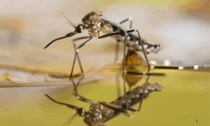 PREVENÇÃO: Dia D Nacional do Combate Intenso Contra Dengue, Zika e Chikungunya