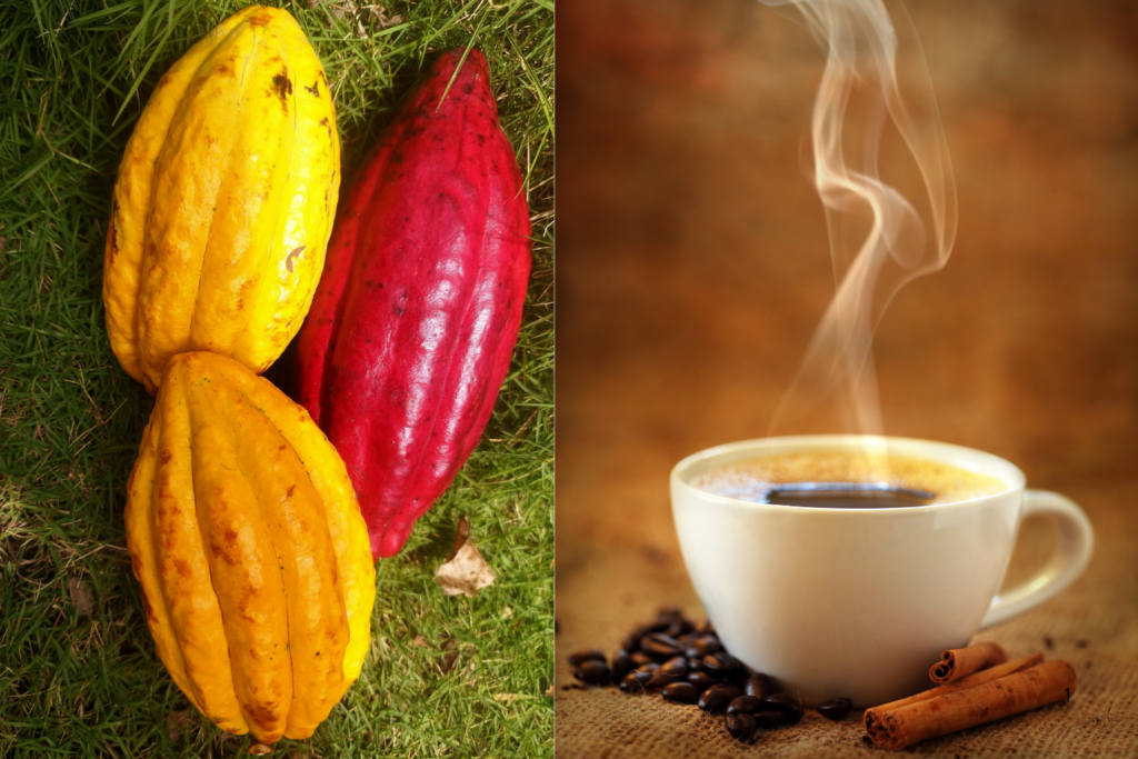 DESTAQUE: Café e Cacau Brasileiros são Preferidos nas Dietas Americanas