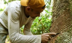 INVESTIMENTO: Governo do Acre paga Subsídio Direto aos Extrativistas de Borracha e Murumuru