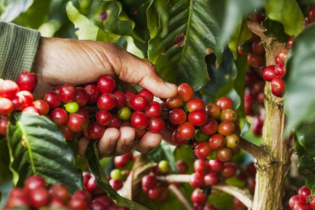 PROJEÇÃO: Ações da Seagri Fortalecem a Cadeia Produtiva do Café no Mercado Nacional e Internacional