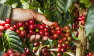 PROJEÇÃO: Ações da Seagri Fortalecem a Cadeia Produtiva do Café no Mercado Nacional e Internacional