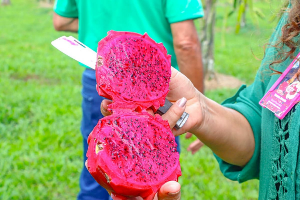 DESTAQUE: Produção de Pitaya Impulsiona Empreendedorismo Rural e Ganha Apoio da Prefeitura em Rio Branco