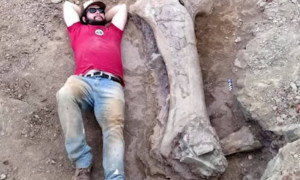 INÉDITO: Nova Espécie de Dinossauro Gigante é Descoberta no Maranhão e Surpreende Cientistas