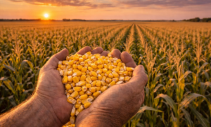 SAFRA: Produção Agrícola do Acre Deve Ultrapassar 204 mil Toneladas em 2026, Aponta IBGE