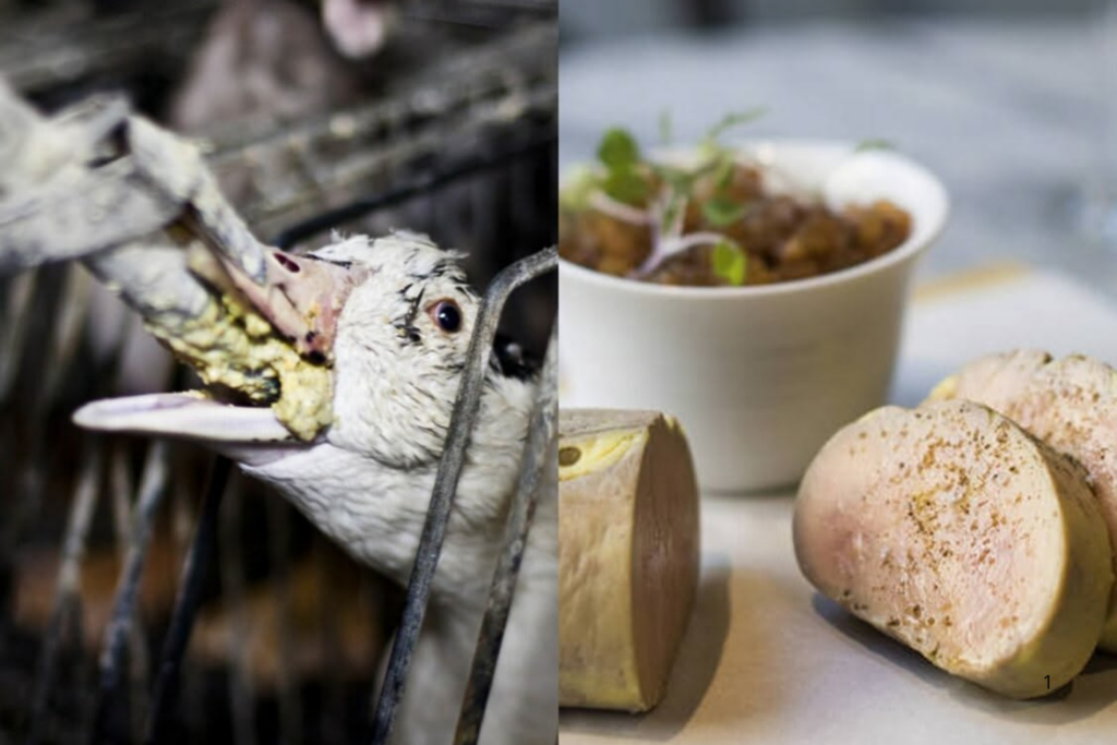 APROVADO: Câmara Avança para Proibir Foie Gras no Brasil e Projeto Chega ao Plenário