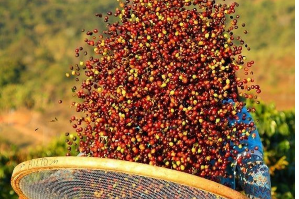REFERÊNCIA: Pesquisa do Sebrae Revela que 83% dos Cafeicultores do Acre são Pequenos Produtores