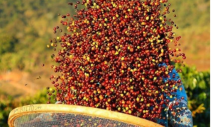 REFERÊNCIA: Pesquisa do Sebrae Revela que 83% dos Cafeicultores do Acre são Pequenos Produtores