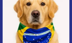 PROTEÇÃO: Brasil Completa 10 Anos sem Raiva Humana Transmitida por Cães e Reforça Vacinação nas Fronteiras
