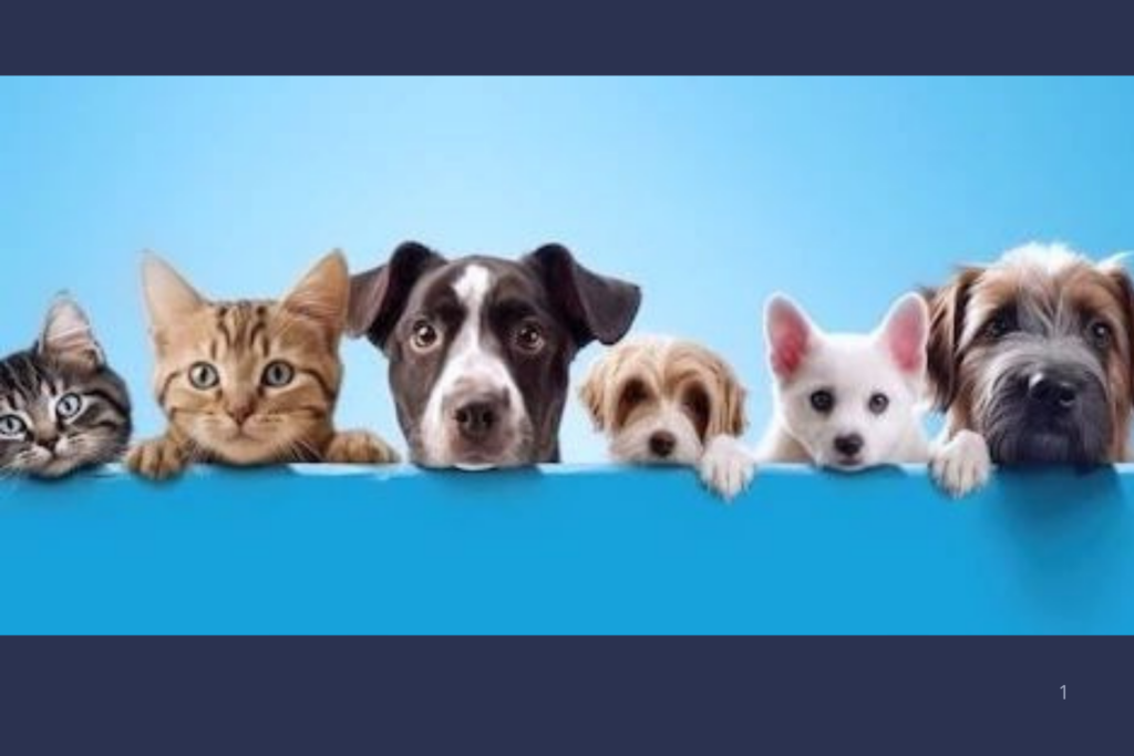 PROTEÇÃO: Cruzeiro do Sul Inicia Campanha de Vacinação Contra a Raiva com Meta de Imunizar 13 Mil Cães e Gatos