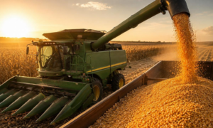 PROJEÇÃO: Milho Brasileiro Ganha Espaço na Europa e pode Ampliar Exportações em Outubro